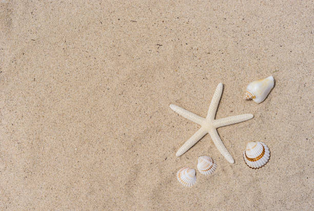 istock Starfish and seashells on the beach 859029008