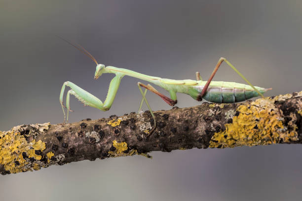 istock Giant Asian Mantis, isolated against a muted brown background. Hierodula Membranacea 859029144