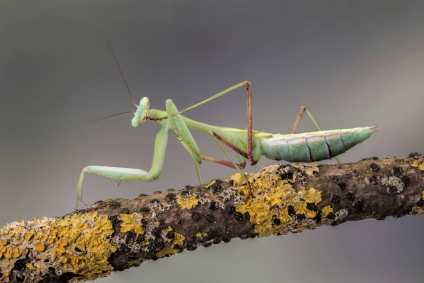 istock Giant Asian Mantis, isolated against a muted brown background. Hierodula Membranacea 859029154