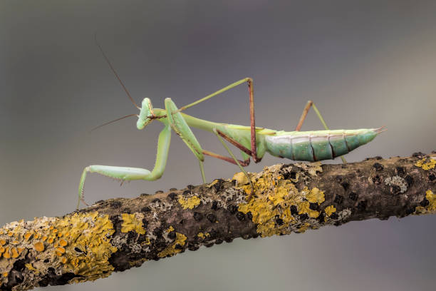 istock Giant Asian Mantis, isolated against a muted brown background. Hierodula Membranacea 859029162