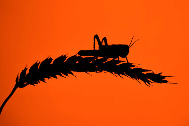A single Desert Locust, perched on a single wheat sheaf, silhouetted against a deep red background