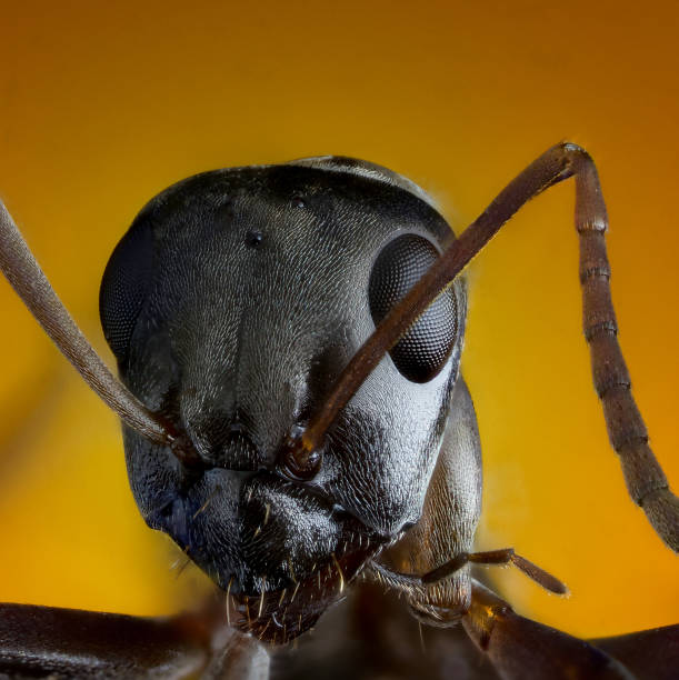 istock Ant extreme macro photography 859029400