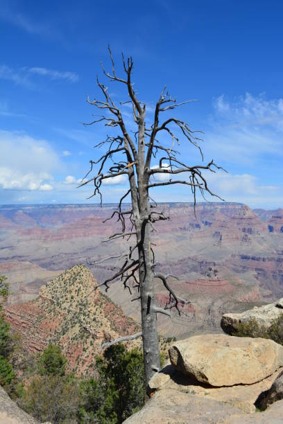 istock dead tree in front of Grand Canyon 859031580