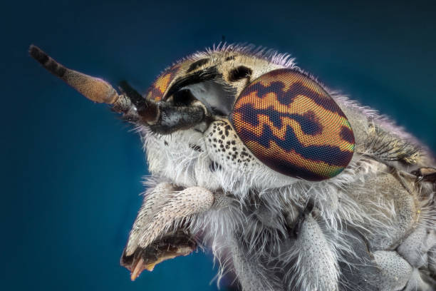 istock Horsefly macro photography 859031646