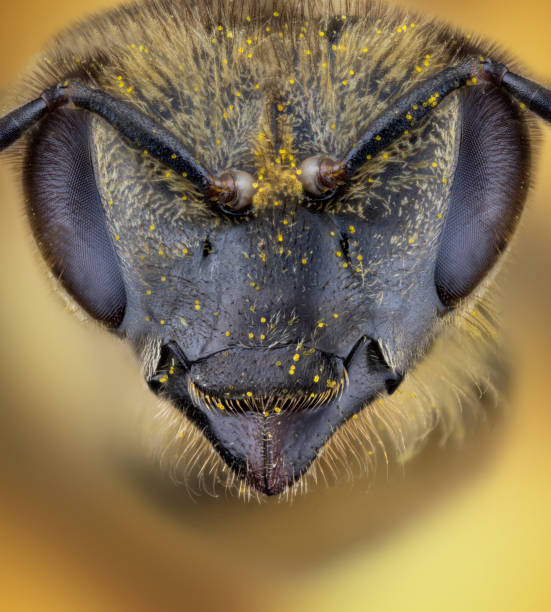 istock Head of the honey bee 859032014