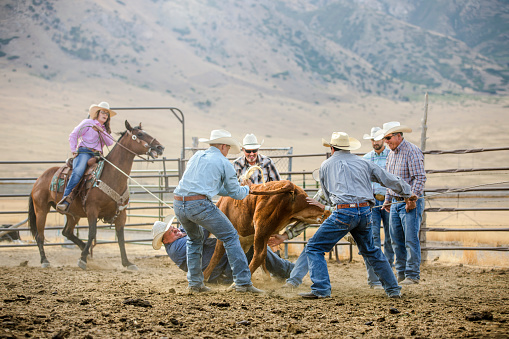 A cowboy is run over by a steer being roped by a group of cowboys