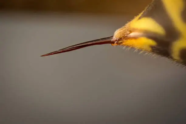 Photo of Sting of wasp