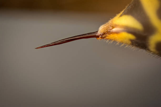 wasp sting - avrupa eşek arısı stok fotoğraflar ve resimler