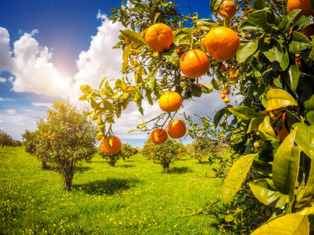 Fantastic views of the garden with blue sky. Sicily island, Italy, Europe.