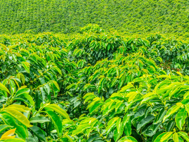 istock Coffee Plantation in Jerico, Colombia 859033270