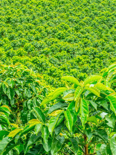 istock Coffee Plantation in Jerico, Colombia 859033578