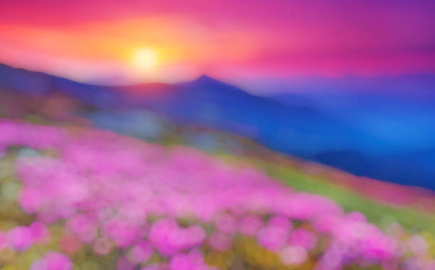 istock Great view of the magic pink rhododendron flowers. 859033728