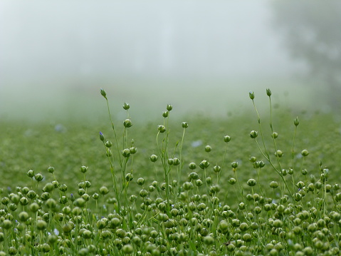 Field of flax in the fog