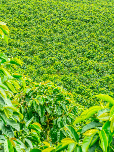 istock Coffee Plantation in Jerico, Colombia 859036364