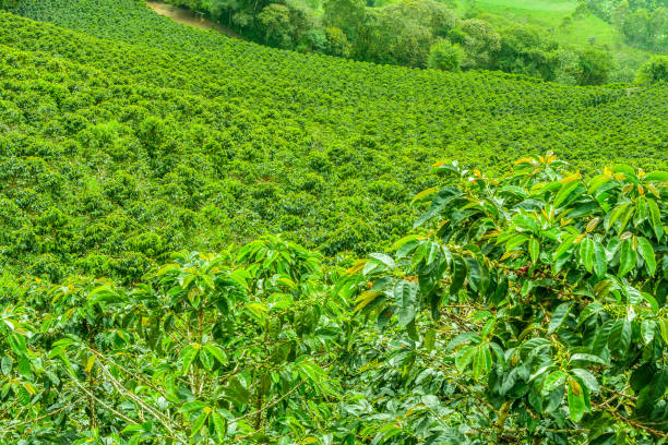 istock Coffee Plantation in Jerico, Colombia 859036654