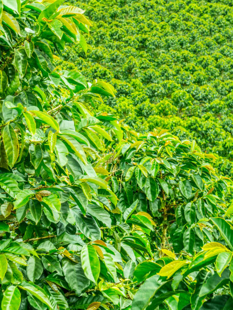 istock Coffee Plantation in Jerico, Colombia 859037004