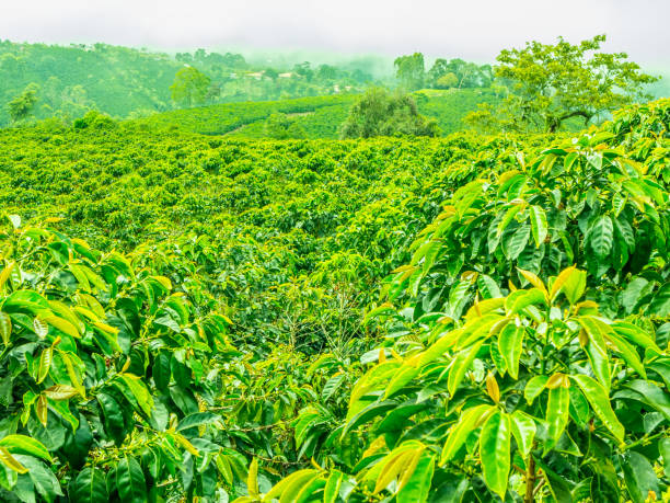 istock Coffee Plantation in Jerico, Colombia 859037268