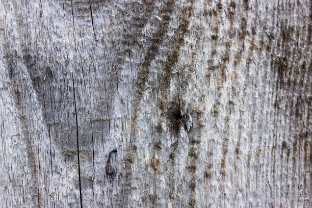 istock Old wooden plank grunge texture or background. 859037626
