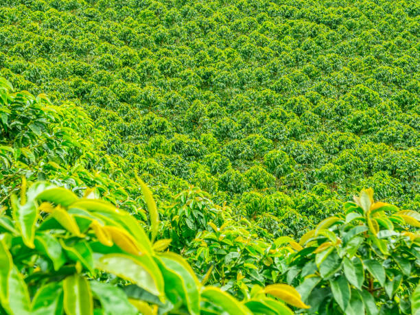 istock Coffee Plantation in Jerico, Colombia 859040058