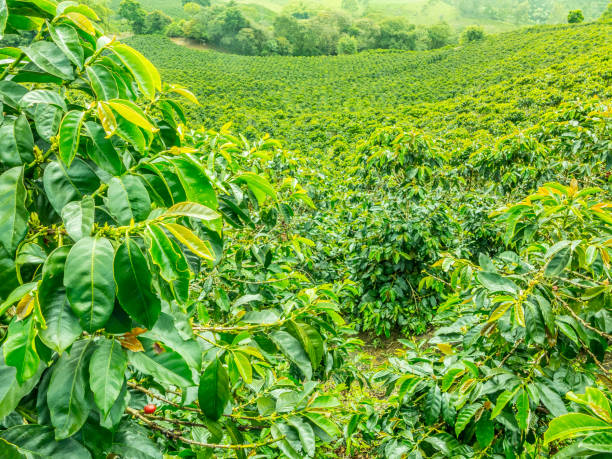 istock Coffee Plantation in Jerico, Colombia 859040944