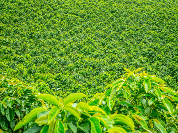 istock Coffee Plantation in Jerico, Colombia 859043262