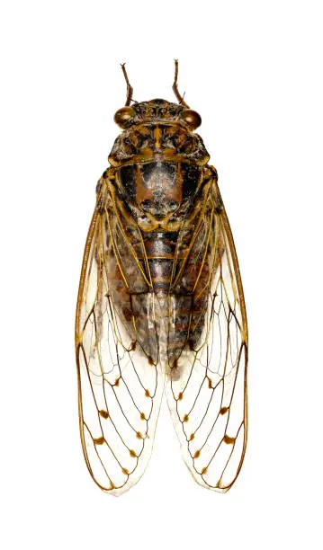 Photo of Cicada on white Background  -  Cicada orni (Linnaeus,1758)