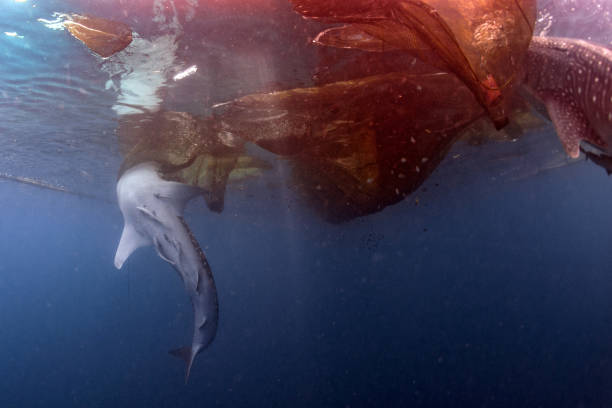 istock Whale Shark under fishermen platform in Papua 859050618