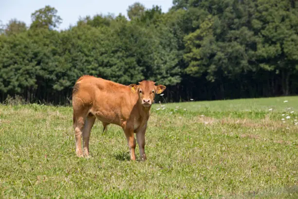 LIMOUSIN, FRANCE: AUGUST 8, 2017: A Limousin bull calf with ear tags looking at the camera in a green field with trees in the background.