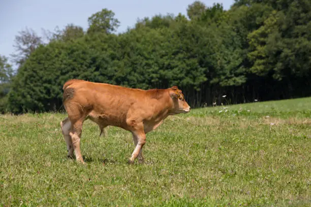LIMOUSIN, FRANCE: AUGUST 8, 2017: A Limousin bull calf with ear tags in a green pasture with trees in the background.