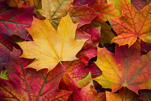 Autumn maple tree leaves full frame arrangement with many colorful leaves