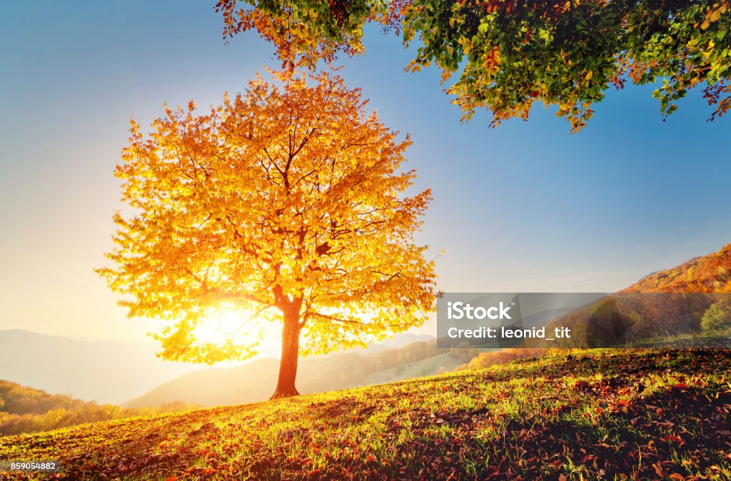 Majestic autumn trees glowing by sunlight. Red and yellow autumn leaves. Majestic alone beech tree on a hill slope with sunny beams at mountain valley. Dramatic colorful morning scene. Red and yellow autumn leaves. Carpathians, Ukraine, Europe. Beauty world. Adventure Stock Photo