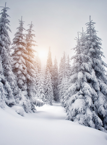 Fantastic snow covered spruce trees glow by sunlight. Dramatic wintry scene. National Park Carpathian, Ukraine, Europe. Beauty world. Happy New Year!
