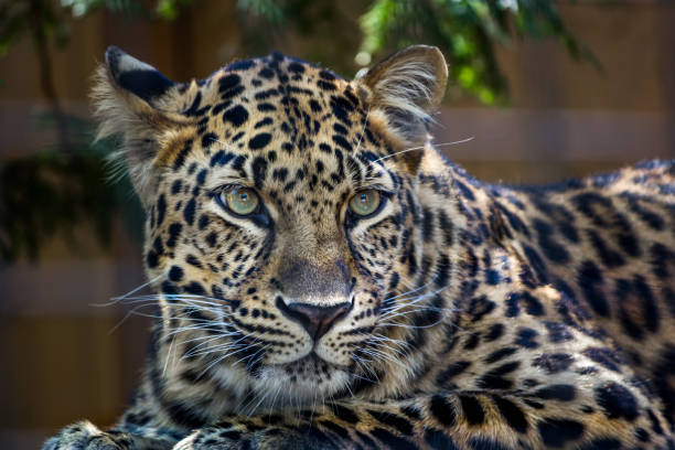 istock Amur leopard with green eyes looking at something 859058164