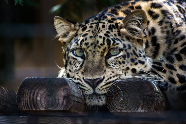 istock Amur leopard with green eyes looking at something 859058168