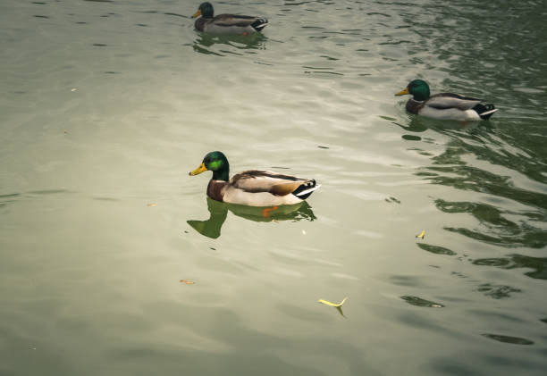 ducks and birds around the pond