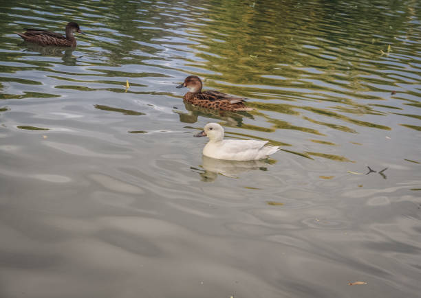ducks and birds around the pond