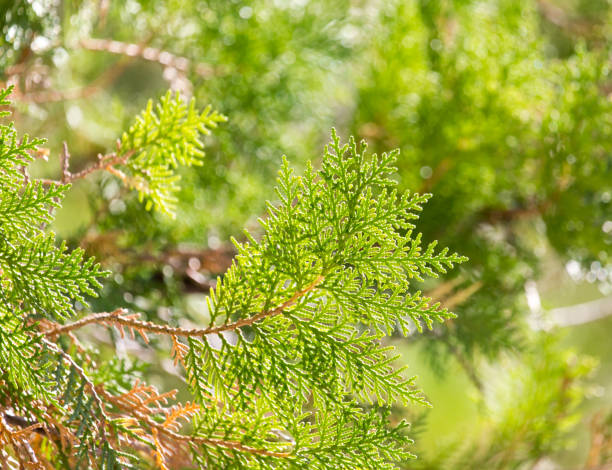 istock Green Hedge of Thuja Trees 859065348