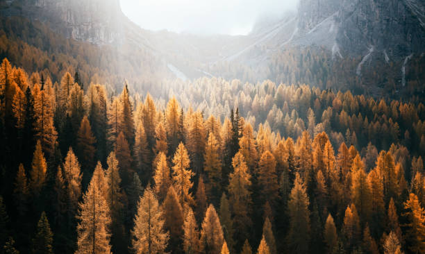 National park Tre Cime di Lavaredo, Dolomiti alps, South Tyrol, Auronzo, Italy, Europe. Great view of the yellow larches. Dramatic and gorgeous scene. Location National Park Tre Cime di Lavaredo, Misurina, Dolomiti alp, Tyrol, Italy, Europe. Vintage style. Instagram effect. Beauty world. alpine climate photos stock pictures, royalty-free photos & images