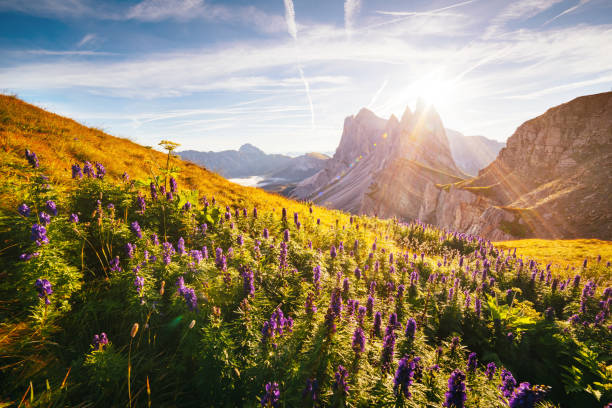 lugar de ubicación del parque nacional puez odle, gardena, pico de seceda, geisler dolomiti grupo. tirol, italia, europa - alpine meadow fotografías e imágenes de stock