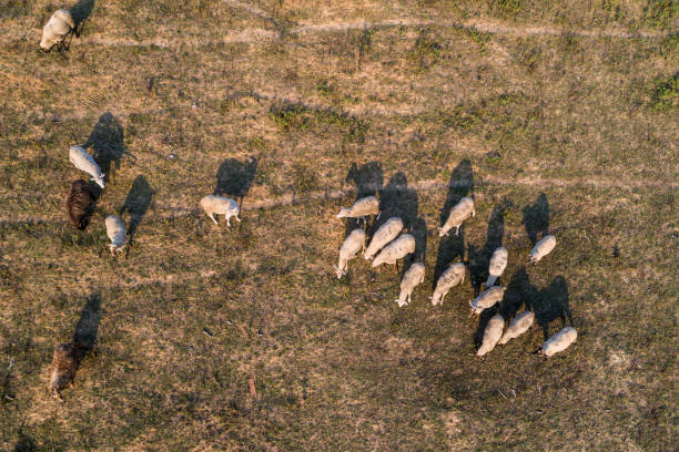 istock a lot of sheep 859066304