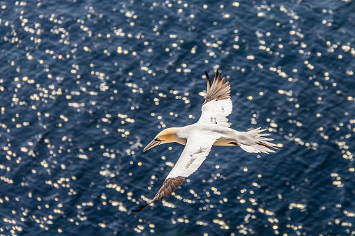 A nothern gannet on the island Helgoland