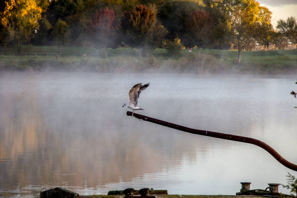 Loire Valley, fog and trees and birds