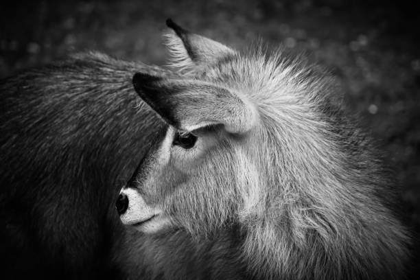 istock Waterbuck monochrome portrait. 859069642