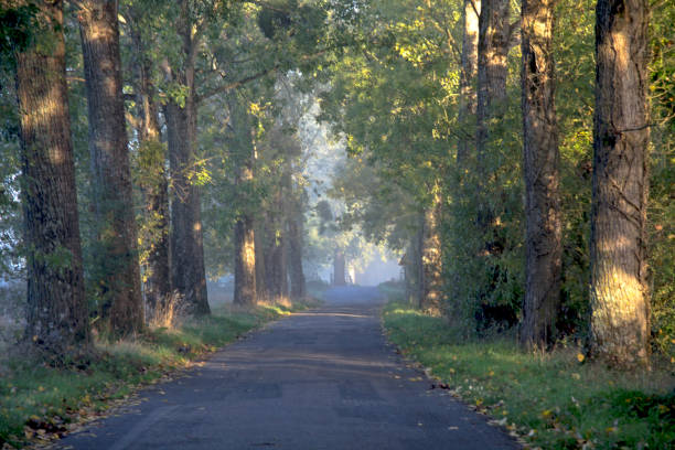 istock Loire Valley, fog and trees and birds 859069706