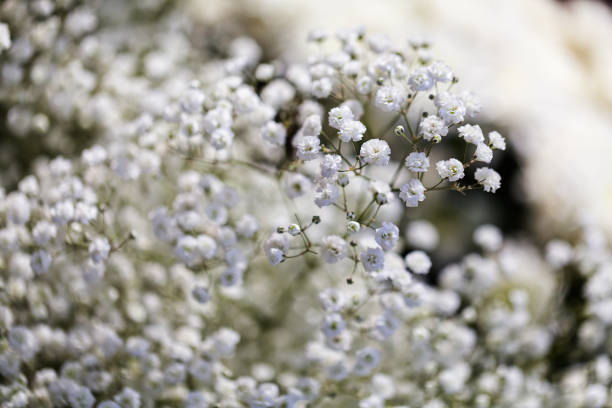 istock Gypsophila flower 859073042