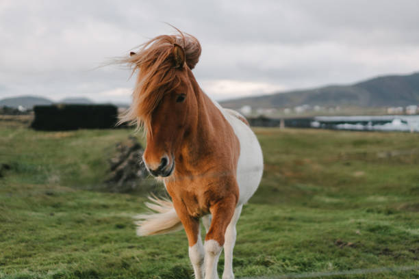 Portrait of brown Icelandic horse  on the pasture in Iceland