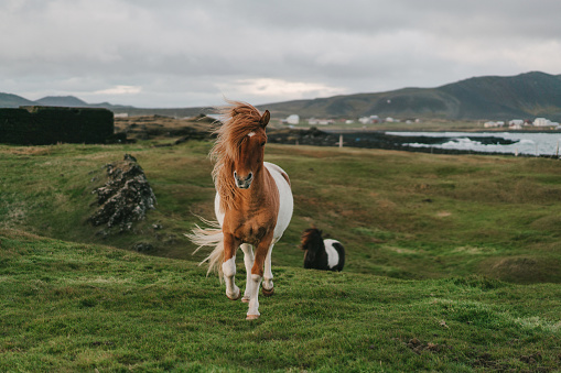 A herd of horses in the picturesque foothills on a summer day