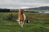 Brown Icelandic horse  on the meadow