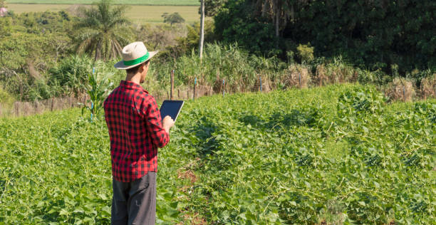 istock Farmer using digital tablet computer in cultivated soybean field plantation. 859080606