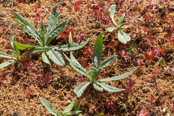 地面に野生植物 - 3502 ストックフォトと画像